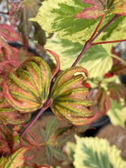 - Acer palmatum x 'Purple Curl' Japanese Maple - Mr Maple │ Buy Japanese Maple Trees