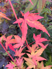 - Acer palmatum 'Wildfire' Coral bark Winter Interest Japanese Maple - Mr Maple │ Buy Japanese Maple Trees