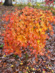 - Acer palmatum 'Fountain of Youth' Japanese Maple - Mr Maple │ Buy Japanese Maple Trees
