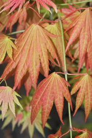 - FOR PICKUP ONLY | Acer shirasawanum Moonrise™ Full Moon Japanese Maple | DOES NOT SHIP - Mr Maple │ Buy Japanese Maple Trees