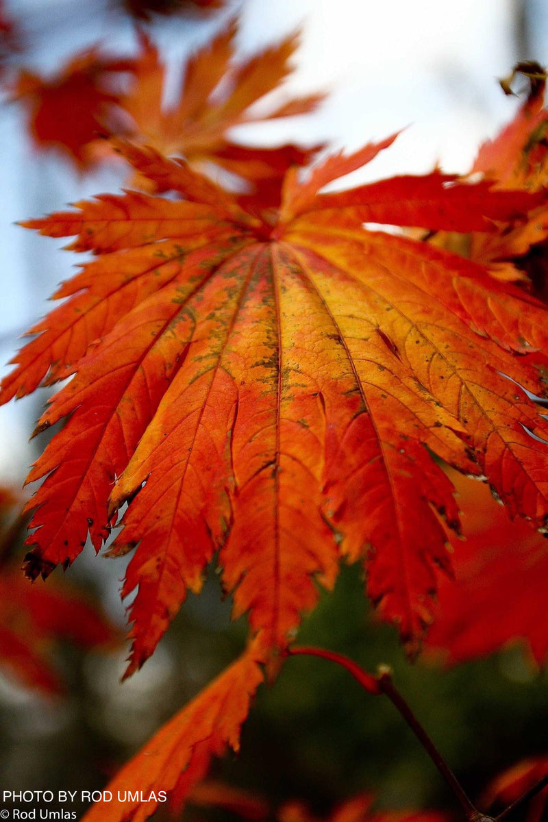 - Acer japonicum ‘Rising Sun’ Japanese Maple - Mr Maple │ Buy Japanese Maple Trees
