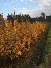 - Acer oliverianum 'Hot Rod' Japanese Maple - Mr Maple │ Buy Japanese Maple Trees