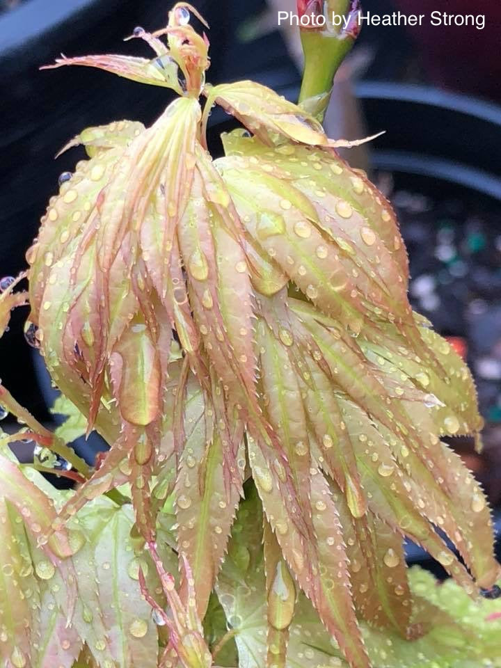 - Acer palmatum 'Mayday' Rare Dwarf Japanese Maple - Mr Maple │ Buy Japanese Maple Trees