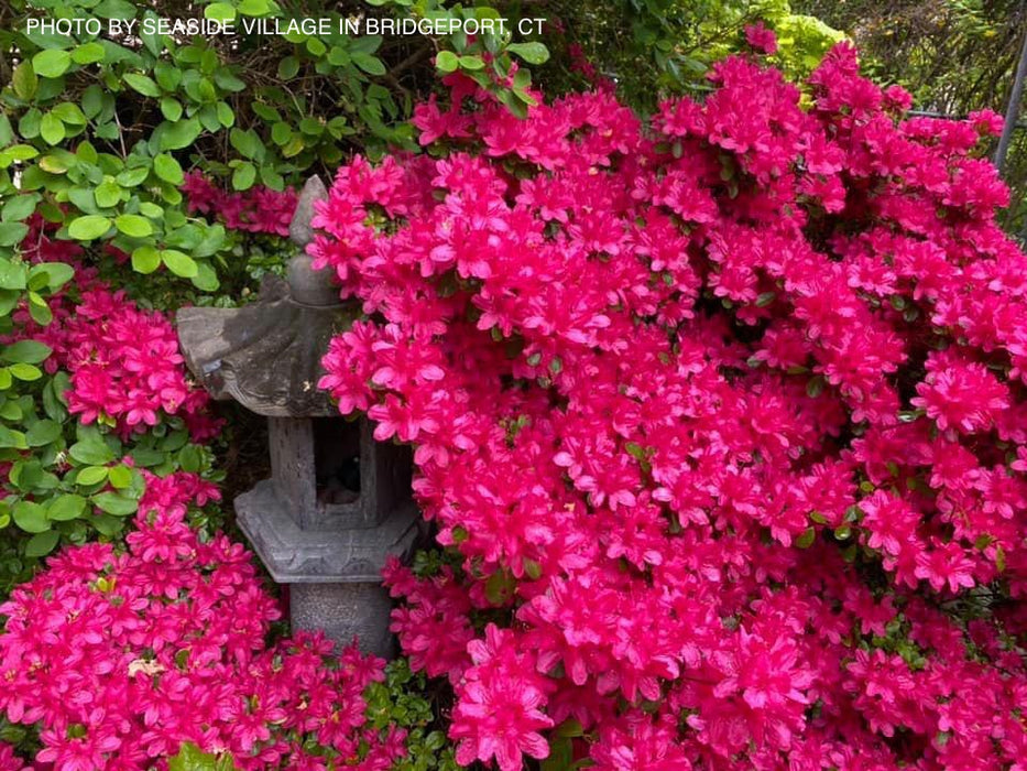 Buy Azalea 'Hinodegiri' Purple Red Flowering Kurume Azalea — Mr