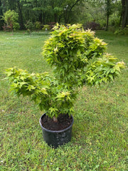 - Acer palmatum 'Japanese Princess' Dwarf Japanese Maple - Mr Maple │ Buy Japanese Maple Trees
