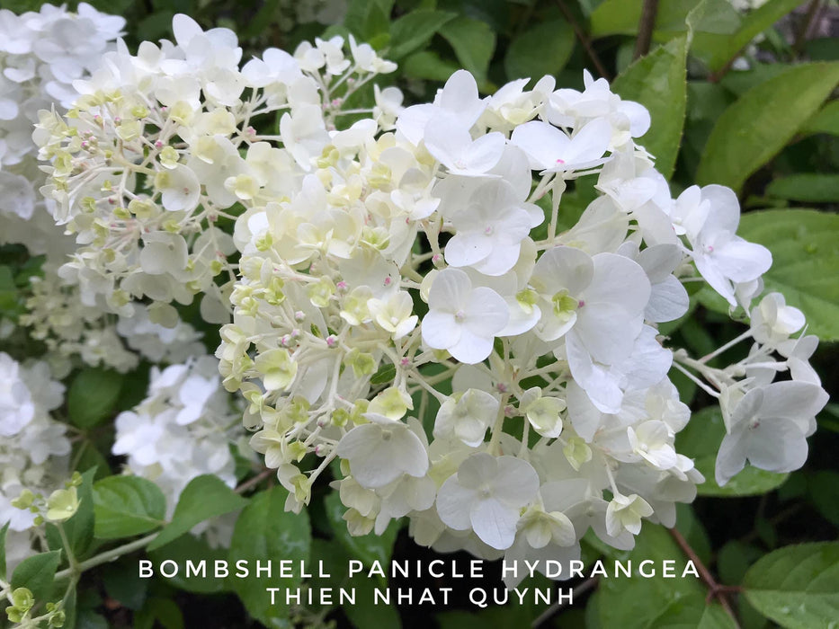 Hydrangea paniculata 'Bombshell' White Panicle Hydrangea