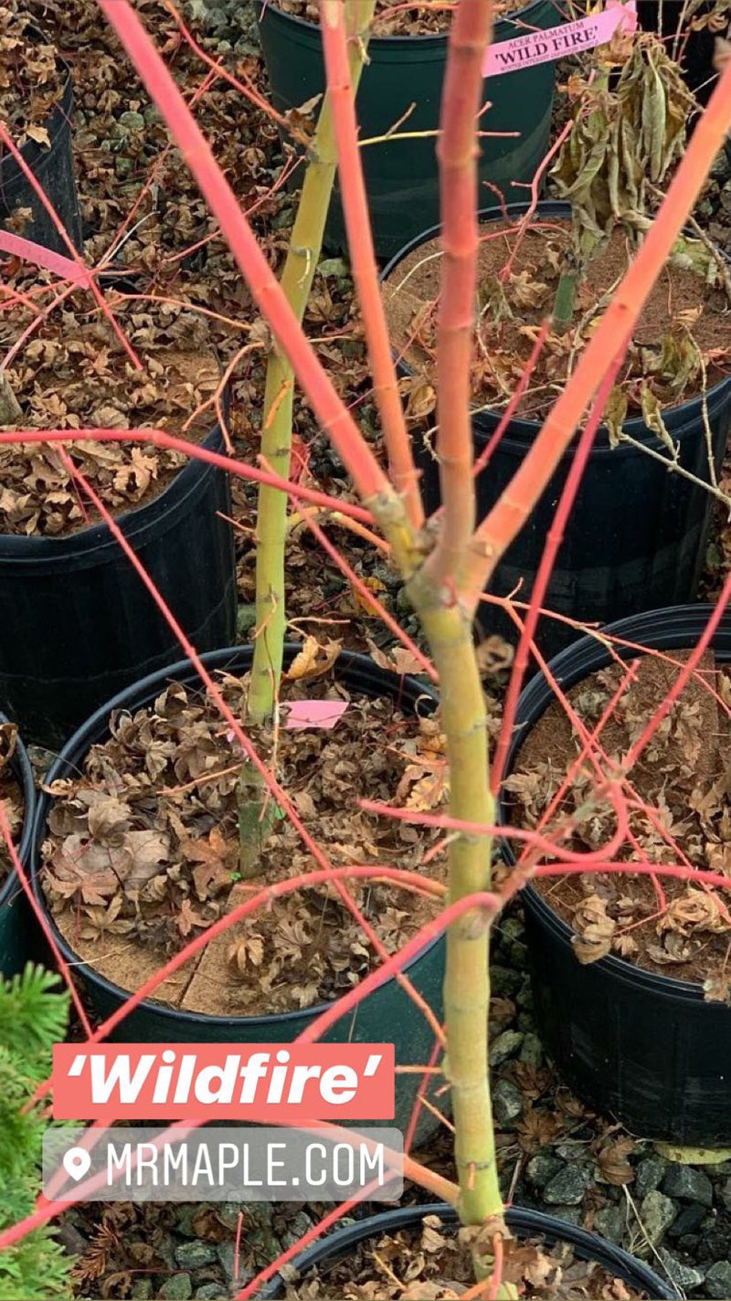 - Acer palmatum 'Wildfire' Coral bark Winter Interest Japanese Maple - Mr Maple │ Buy Japanese Maple Trees