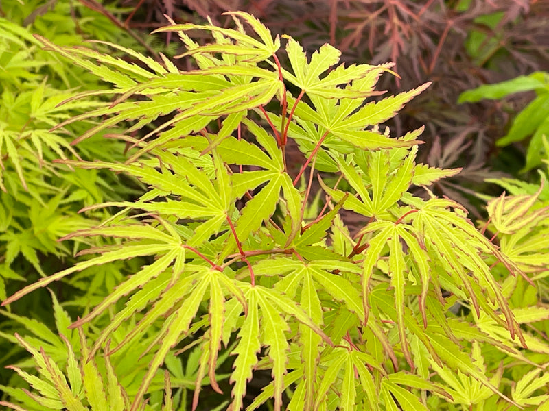 - Acer palmatum 'Green Strap' Rare Japanese Maple - Mr Maple │ Buy Japanese Maple Trees