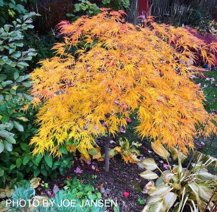 Acer palmatum 'Viridis' Japanese Maple