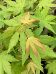 - Acer palmatum 'Dragon Master' Golden Weeping Japanese Maple - Mr Maple │ Buy Japanese Maple Trees
