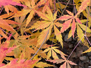 - Acer palmatum 'Fountain of Youth' Japanese Maple - Mr Maple │ Buy Japanese Maple Trees