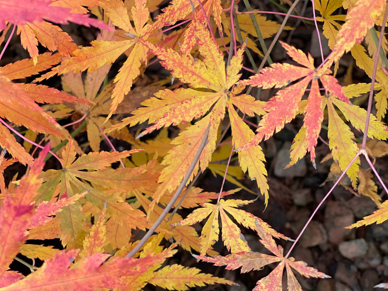 - Acer palmatum 'Fountain of Youth' Japanese Maple - Mr Maple │ Buy Japanese Maple Trees