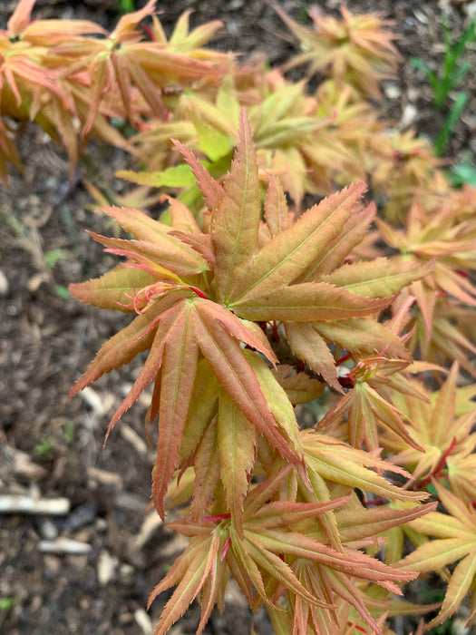 Acer palmatum 'Munnkawa yatsubusa' Rare Dwarf Japanese Maple