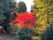 - FOR PICKUP ONLY | Acer palmatum 'Purple Ghost' Japanese Maple | DOES NOT SHIP - Mr Maple │ Buy Japanese Maple Trees