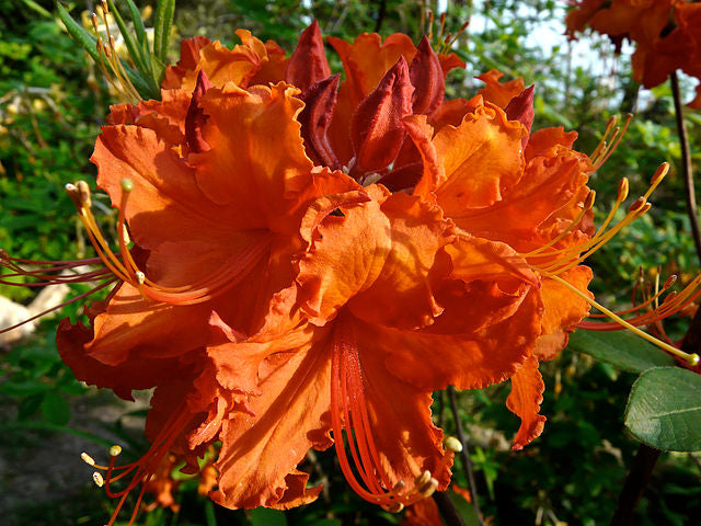Azalea 'War Eagle’ Orange Flowers Deciduous Azalea