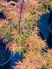 - Acer palmatum 'Shishigashira' Lion's Head Japanese Maple - Mr Maple │ Buy Japanese Maple Trees