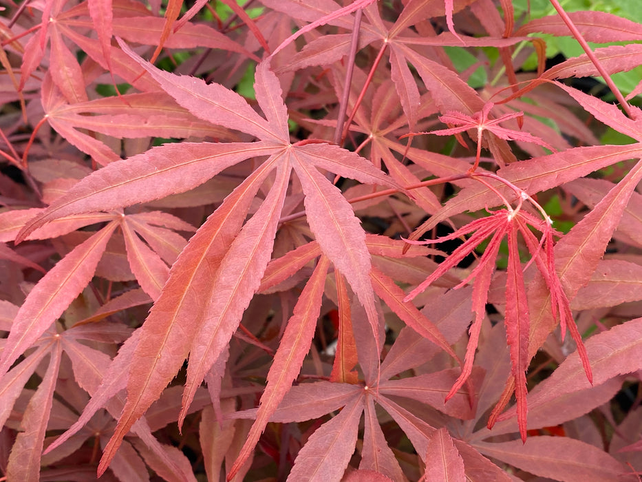 Acer palmatum 'Peve Dave' Japanese Maple