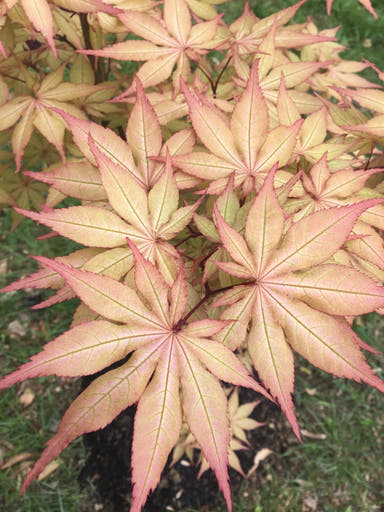 - Acer palmatum 'Amber Ghost' Japanese Maple - Mr Maple │ Buy Japanese Maple Trees
