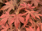 - Acer palmatum 'Gable's Glory' Chameleon Japanese Maple - Mr Maple │ Buy Japanese Maple Trees