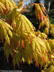 - Acer palmatum 'Orange Dream' Japanese Maple - Mr Maple │ Buy Japanese Maple Trees