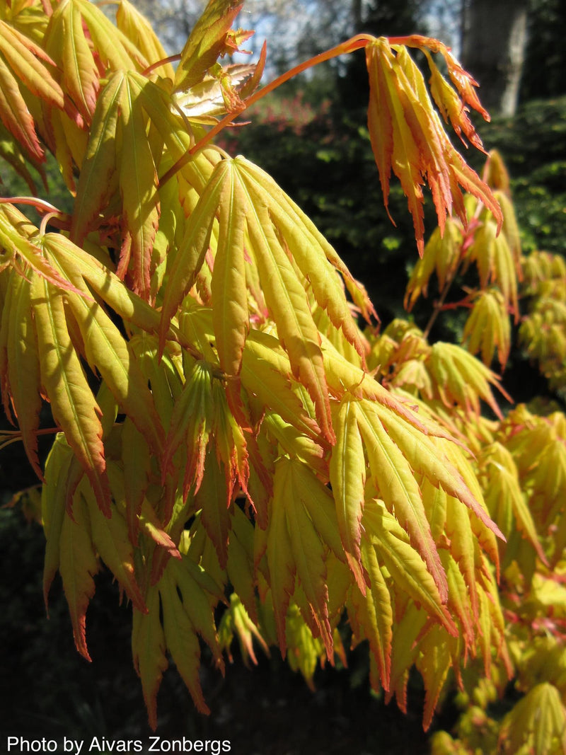 - Acer palmatum 'Orange Dream' Japanese Maple - Mr Maple │ Buy Japanese Maple Trees
