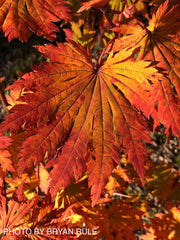 - Acer japonicum 'Yama kage' Mountain Shadows Full Moon Japanese Maple - Mr Maple │ Buy Japanese Maple Trees