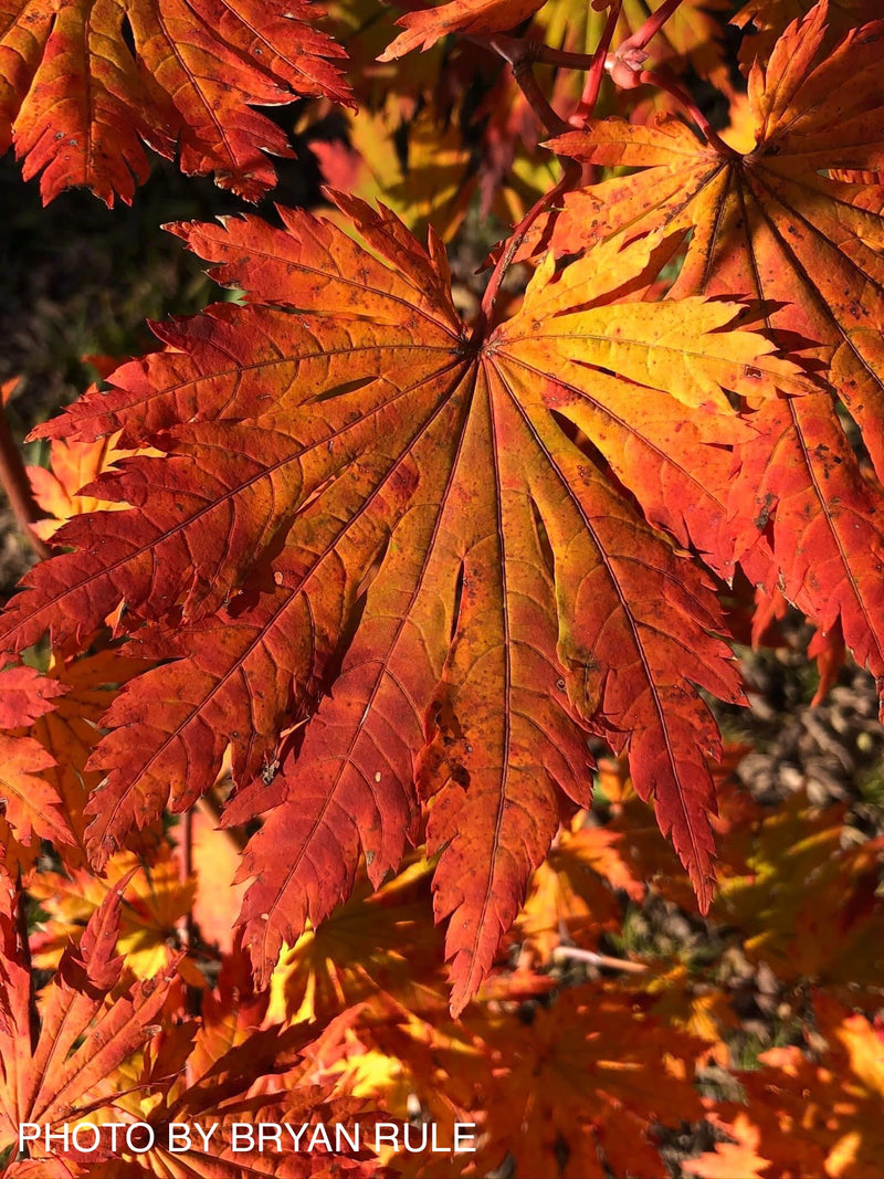 - Acer japonicum 'Yama kage' Mountain Shadows Full Moon Japanese Maple - Mr Maple │ Buy Japanese Maple Trees