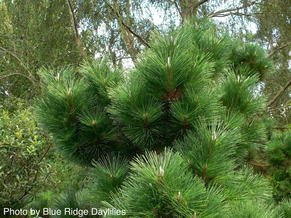 Pinus thunbergii 'Thunderhead' Japanese Black Pine Tree