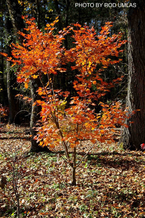 Acer sieboldianum 'Ogurayama' Full Moon Japanese Maple