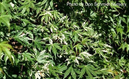 - Acer palmatum 'Ilarian' Japanese Maple - Mr Maple │ Buy Japanese Maple Trees