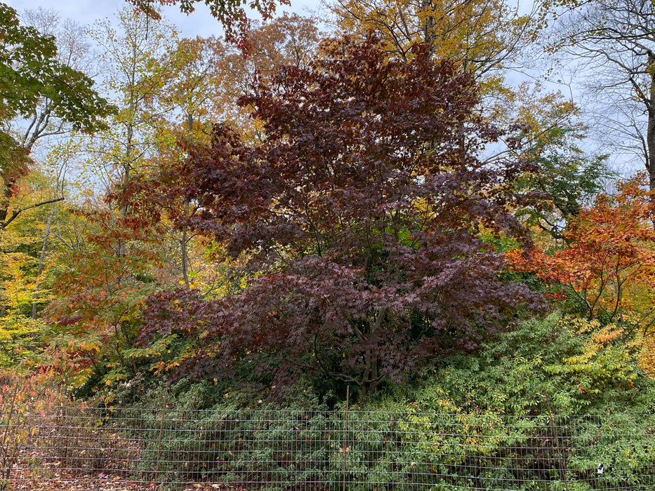 Acer palmatum 'Margaret Bee’ Japanese Maple