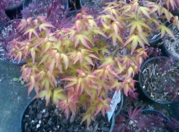 FOR PICKUP ONLY | Acer palmatum 'Caperci Dwarf' Japanese Maple | DOES NOT SHIP