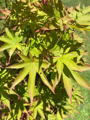 - Acer palmatum 'Osakazuki' Japanese Maple - Mr Maple │ Buy Japanese Maple Trees
