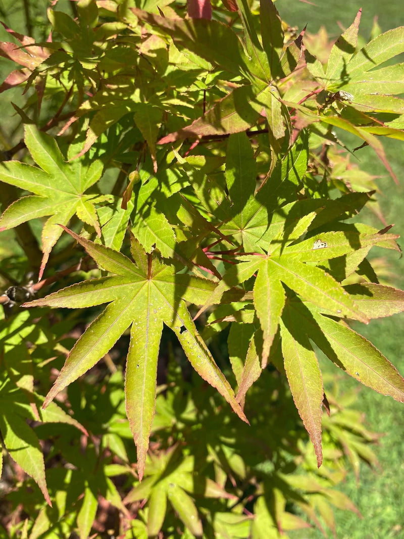 - Acer palmatum 'Osakazuki' Japanese Maple - Mr Maple │ Buy Japanese Maple Trees