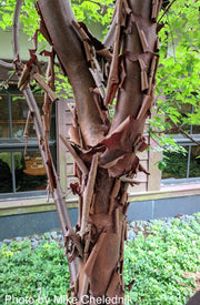 - Acer griseum - Paperbark Maple - Mr Maple │ Buy Japanese Maple Trees