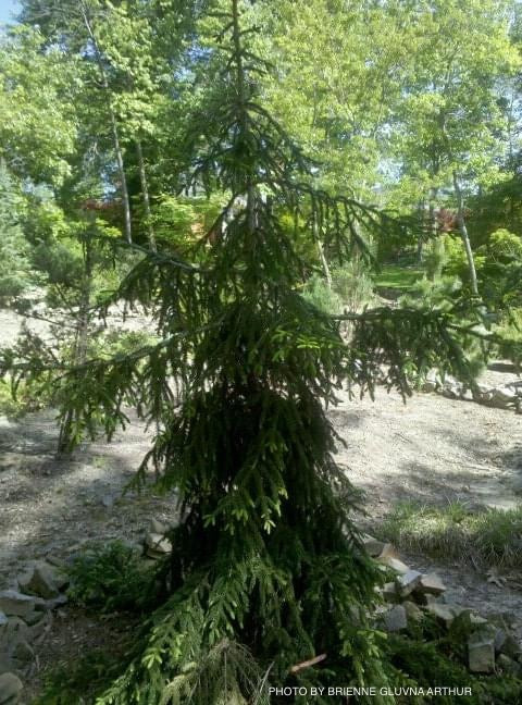 Picea orientalis 'Nutans' Oriental Spruce