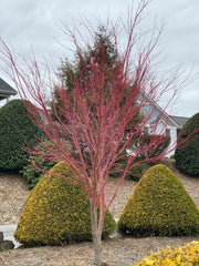 - Acer palmatum 'Sango kaku' Coral Bark Japanese Maple - Mr Maple │ Buy Japanese Maple Trees