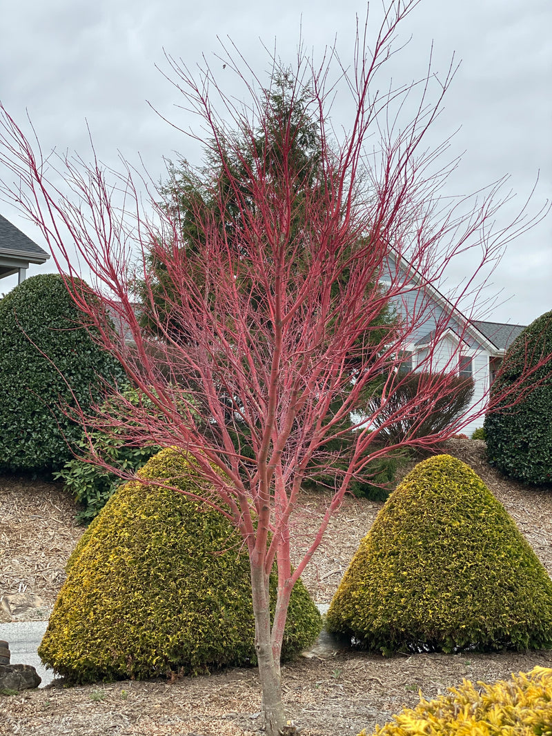 - Acer palmatum 'Sango kaku' Coral Bark Japanese Maple - Mr Maple │ Buy Japanese Maple Trees