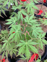 - Acer palmatum 'Fountain of Youth' Japanese Maple - Mr Maple │ Buy Japanese Maple Trees