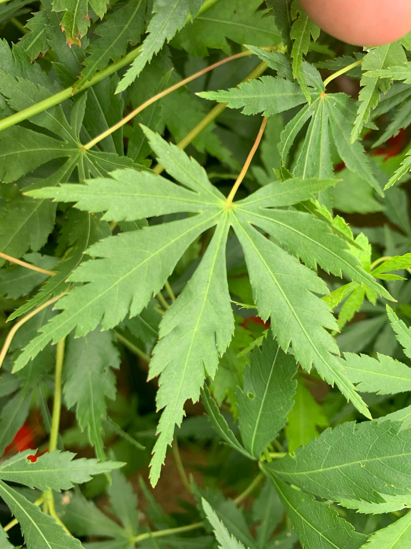 - Acer palmatum 'Fountain of Youth' Japanese Maple - Mr Maple │ Buy Japanese Maple Trees