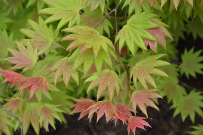 - Acer shirasawanum 'Moonrise™' Full Moon Japanese Maple - Mr Maple │ Buy Japanese Maple Trees