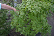 - Acer palmatum 'Rikuzen shidare' Weeping Japanese Maple - Mr Maple │ Buy Japanese Maple Trees