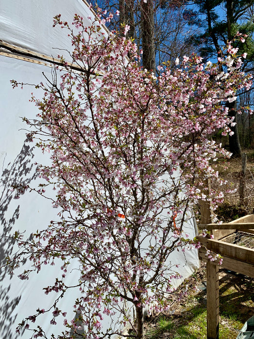 Prunus incisa 'Kojo no mai' Twisting Fuji Cherry Tree