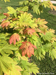 - Acer japonicum 'Vitifolium' Large Leaf Full Moon Japanese Maple - Mr Maple │ Buy Japanese Maple Trees