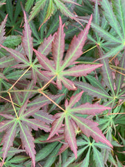 - Acer shirasawanum 'Bronze Age' Bronze Full Moon Japanese Maple - Mr Maple │ Buy Japanese Maple Trees