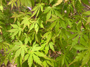- Acer palmatum 'Fountain of Youth' Japanese Maple - Mr Maple │ Buy Japanese Maple Trees
