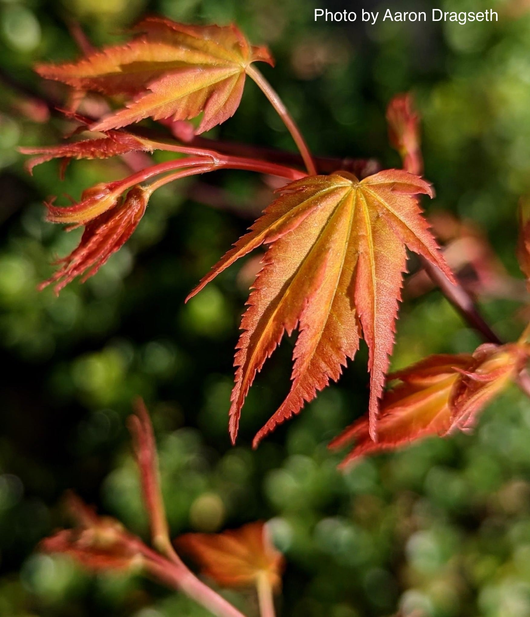 Buy Acer palmatum Alans Gold Pinebark Japanese Maple — Mr Maple