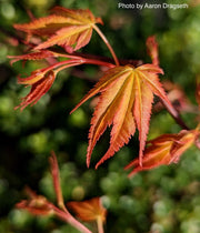 - Acer palmatum 'Alan's Gold' Pinebark Japanese Maple - Mr Maple │ Buy Japanese Maple Trees