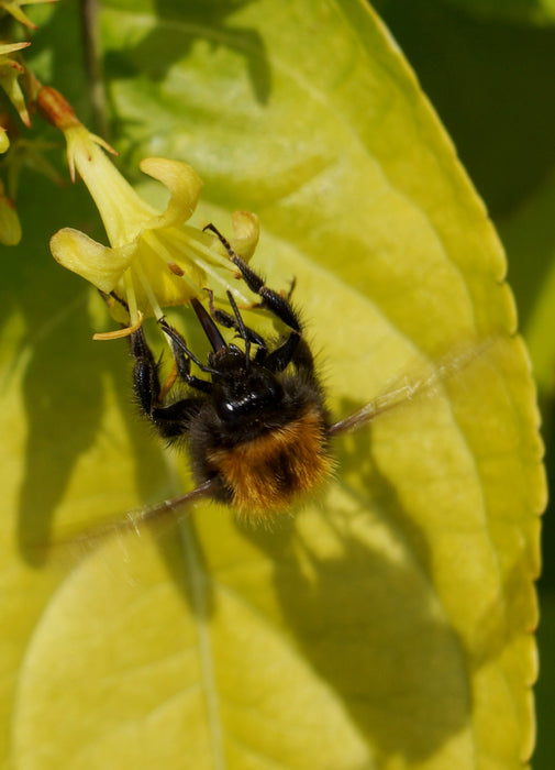 Diervilla rivularia 'Honeybee' Dwarf Bush Honeysuckle