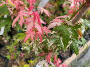 - Acer palmatum 'Ilarian' Japanese Maple - Mr Maple │ Buy Japanese Maple Trees